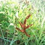 Rumex salicifolius Blatt