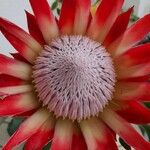 Protea cynaroidesBlomst