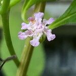 Lippia alba Flor