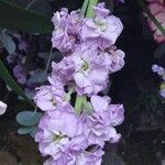 Matthiola incana Flor