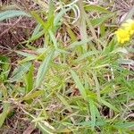 Senecio madagascariensis Blad