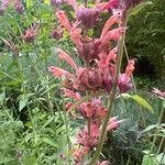 Agastache rupestris Flower