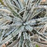 Dyckia brevifolia Лист