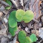 Asarum europaeumLeaf