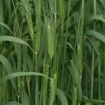 Triticum timopheevii Flor