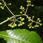 Psychotria grandis Leaf