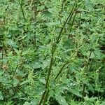 Chenopodium vulvaria Leaf