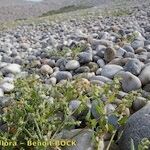 Atriplex glabriuscula Hábito