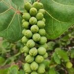 Coccoloba uvifera Fruit