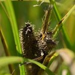 Carex frankii Hábito