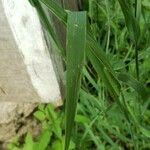 Phleum pratense Blad