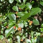 Crataegus crus-galli Fruit