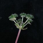 Bupleurum gracillimum موطن