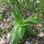 Veratrum lobelianum पत्ता