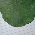 Cissus rotundifolia Blatt