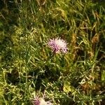 Centaurea stoebe Leaf