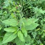 Scrophularia alpestris Leaf