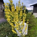 Verbascum speciosum Flor