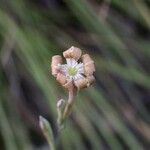 Silene bupleuroides Květ
