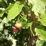 Aristolochia altissima Flor