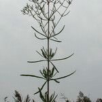 Eupatorium hyssopifolium Pokrój