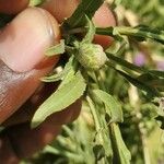 Sphaeranthus talbotii Leaf