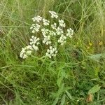 Pimpinella saxifragaFlower