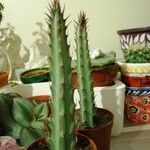 Kleinia stapeliiformis Hoja