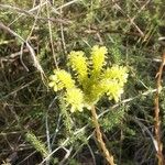 Petrosedum sediforme Kwiat