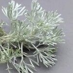 Artemisia umbelliformis Blad