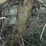 Cytisus multiflorus Bark