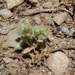 Cerastium comatum Buveinė