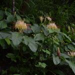 Hedychium ellipticum Habit