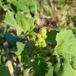 Xanthium strumariumFruit