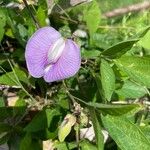 Centrosema virginianum Flower