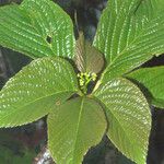 Parthenocissus semicordata Leaf