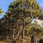 Pandanus utilis Blatt