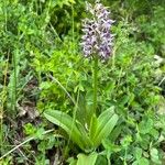 Orchis simia Staniste