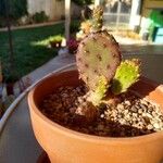 Opuntia macrocentra List