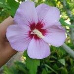 Hibiscus syriacusKvět