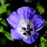 Nicandra physalodes Fuelha