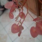 Begonia maculata花