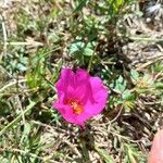 Modiolastrum gilliesii Flower
