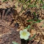 Xenostegia tridentata Flower