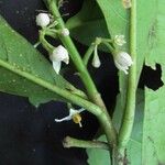 Solanum rovirosanum Іншае