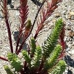 Euphorbia paralias Лист