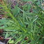 Liatris spicata Feuille