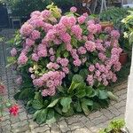 Hydrangea macrophyllaΛουλούδι