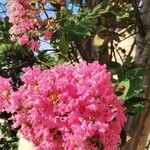 Lagerstroemia speciosaFlower