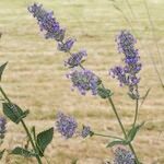 Nepeta caerulea Other